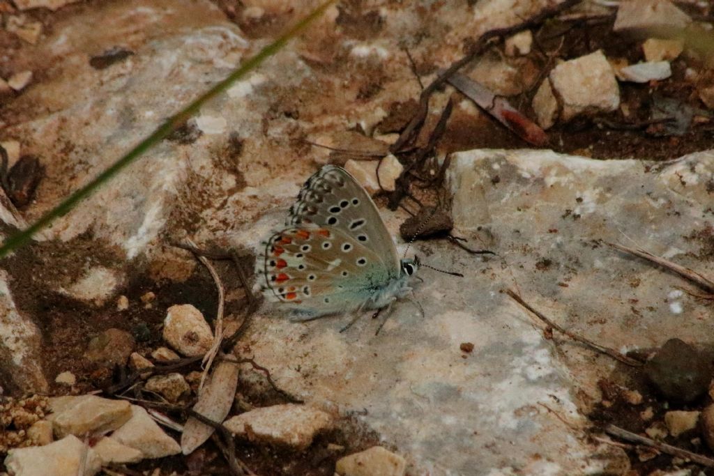 Polyommatus (Lysandra) bellargus?  S